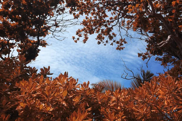 Asiático Tailândia paisagem selva . — Fotografia de Stock