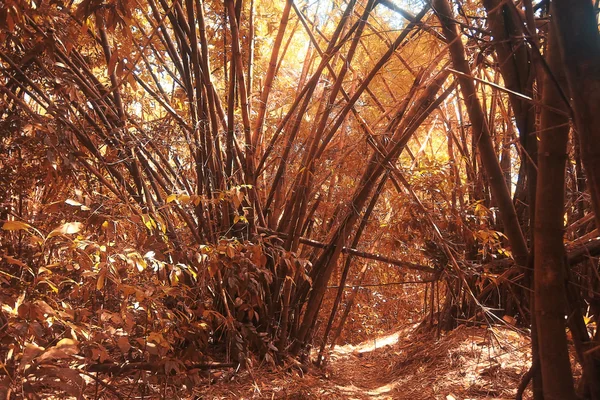 Asiático Tailândia paisagem selva . — Fotografia de Stock