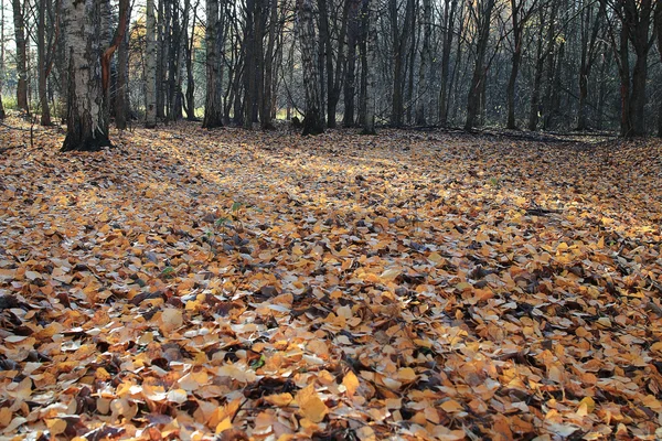 Parco autunnale con foglie gialle — Foto Stock