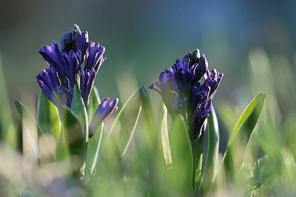 Krásné fialové jarní květiny — Stock fotografie