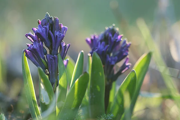 Bellissimi fiori di primavera viola — Foto Stock