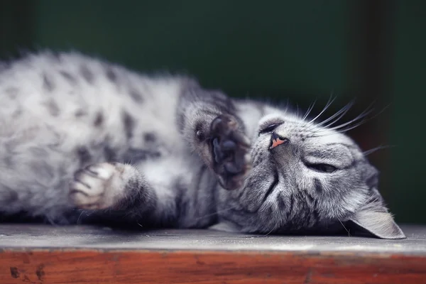 Gato de raça pura bonito — Fotografia de Stock