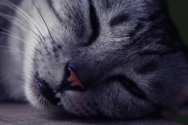 Gato de raça pura bonito — Fotografia de Stock