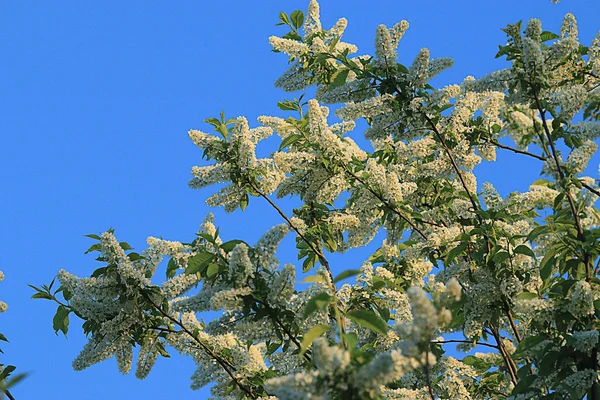 Vita vårblommor på träd — Stockfoto