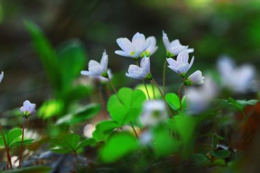 Küçük beyaz orman çiçekler