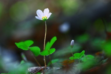 Çim Beyaz orman çiçek