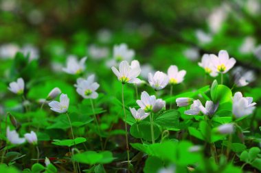 Çim Beyaz orman çiçekler