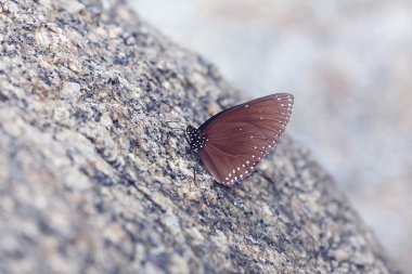 Kaya üzerindeki Kahverengi Kelebek