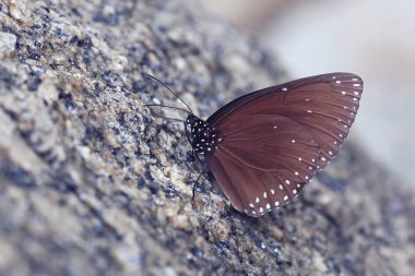 Kaya üzerindeki Kahverengi Kelebek