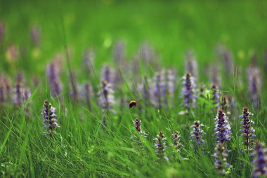 mavi çiçekler ve yeşil çimenler