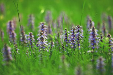 mavi çiçekler ve yeşil çimenler