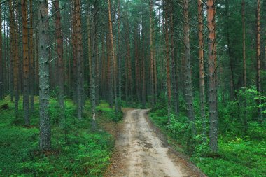 Ladin Orman yolundaki