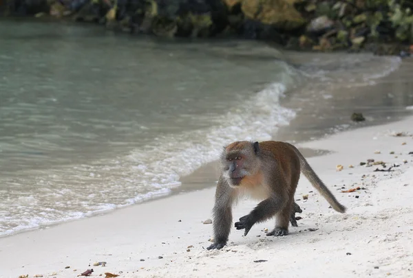 Aap op het zandstrand — Stockfoto