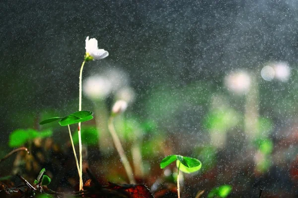 Wild Lentebloemen — Stockfoto