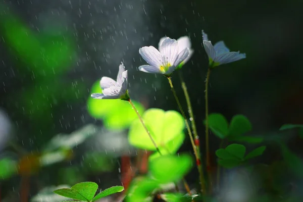 Liten vit skog blommor — Stockfoto