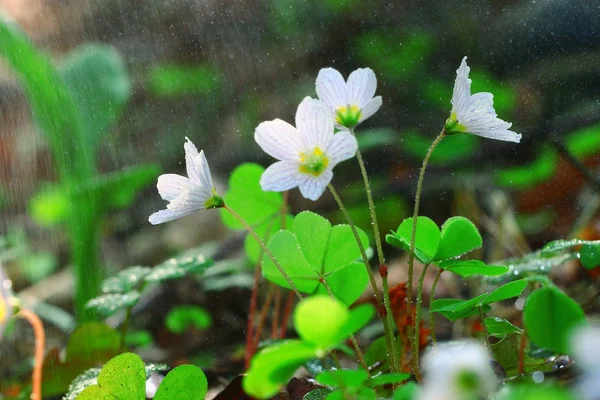 Su damlaları ile orman çiçekler — Stok fotoğraf