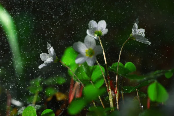 Skogsblommor med vattendroppar — Stockfoto