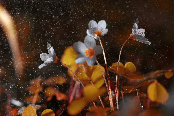 Forest flowers with water drops — Stock Photo, Image