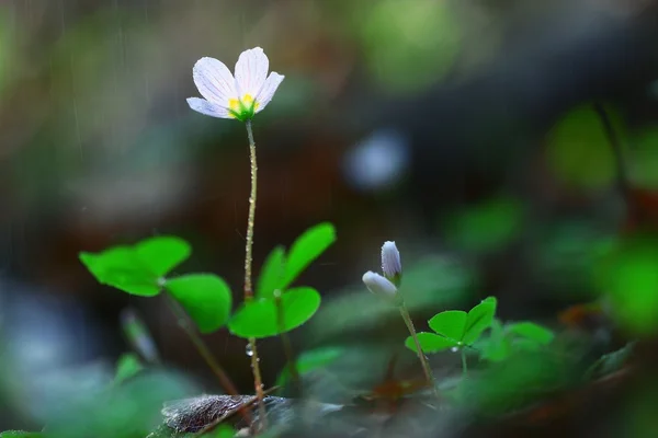 Grama flor da floresta branca — Fotografia de Stock