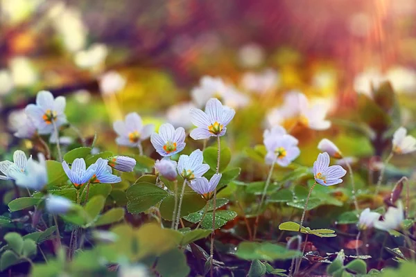 Hierba flores del bosque blanco — Foto de Stock