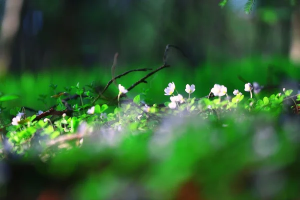 Hierba flores del bosque blanco — Foto de Stock