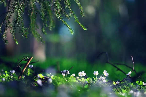 Herbe fleurs de forêt blanche — Photo