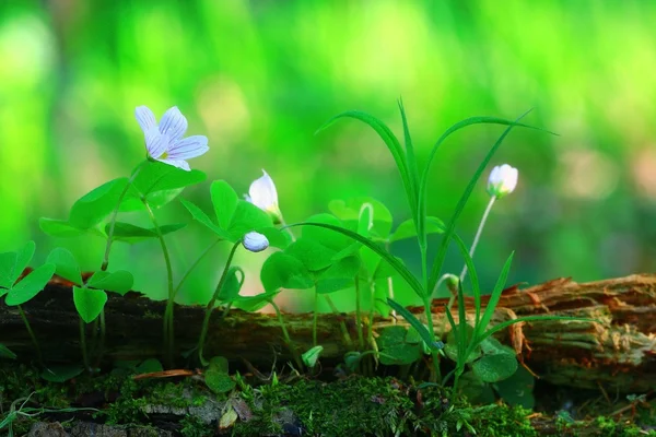 Small white forest flowers — Stock Photo, Image