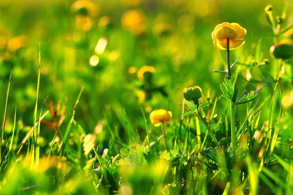 Divoký jarní květiny — Stock fotografie