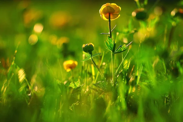 Wilde Frühlingsblumen — Stockfoto