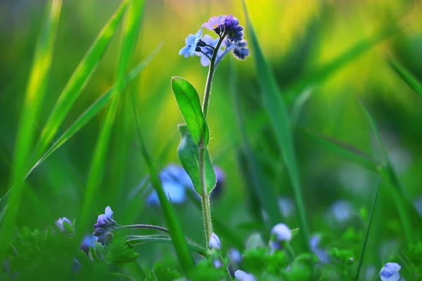 Vilda vårblommor — Stockfoto