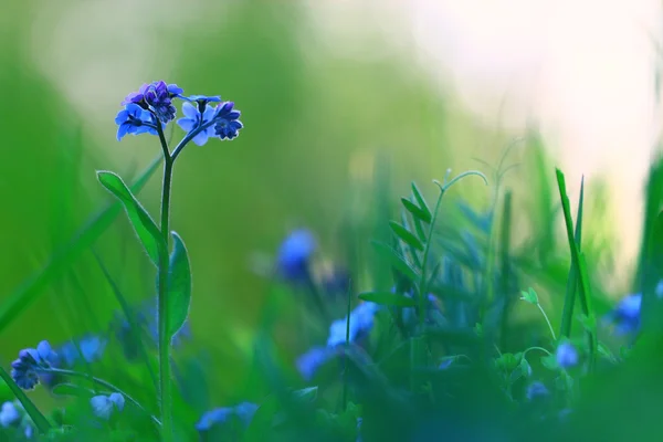 Wilde Frühlingsblumen — Stockfoto