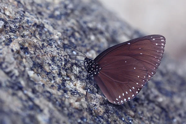 Πεταλούδα σε ένα κοντινό πλάνο του ροκ — Φωτογραφία Αρχείου
