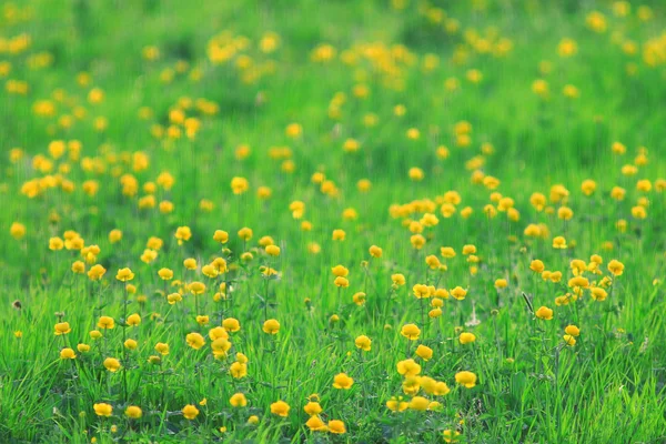 緑の草と黄色の花の草原 — ストック写真