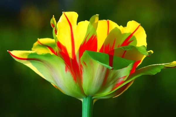 Flor de tulipa amarela — Fotografia de Stock