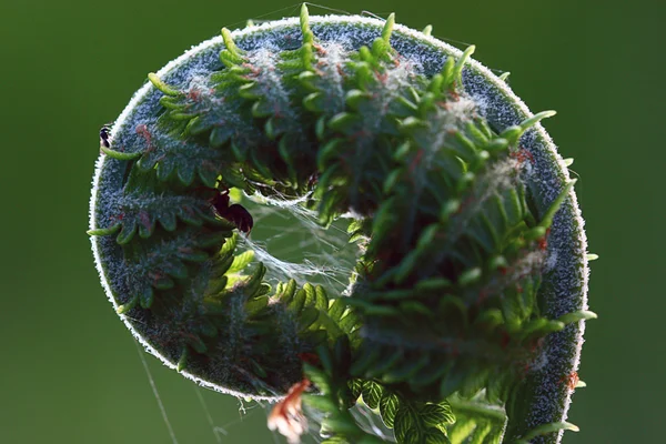 Macro fern green leaf — Stock Photo, Image