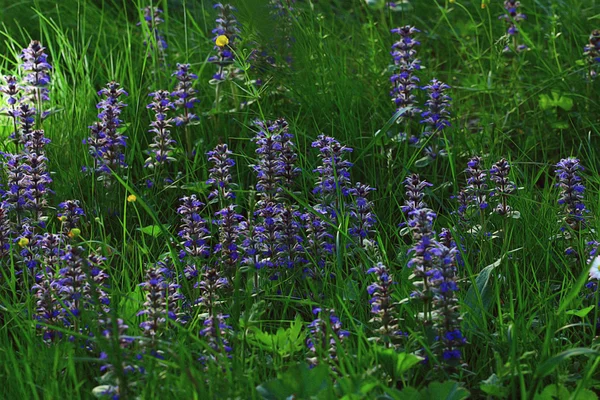 Fleurs bleues et herbe verte — Photo