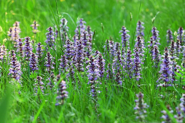 Fleurs bleues et herbe verte — Photo