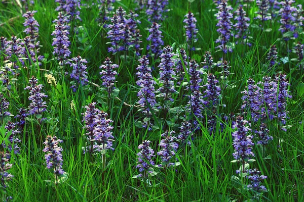 Flores azuis e grama verde — Fotografia de Stock