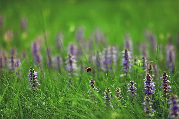 Flores azuis e grama verde — Fotografia de Stock