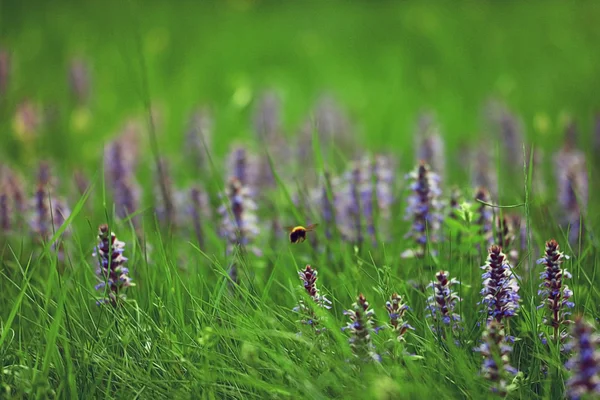 Fiori blu ed erba verde — Foto Stock