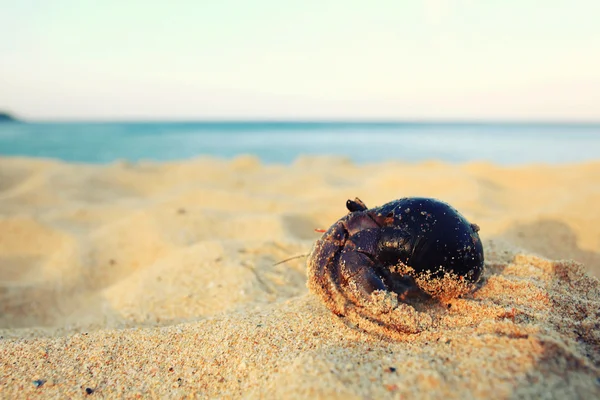 Caranguejo na costa de areia — Fotografia de Stock