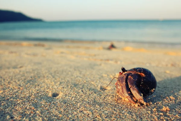 Krabba på sand coast — Stockfoto