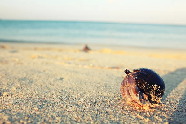 Krabba på sand coast — Stockfoto