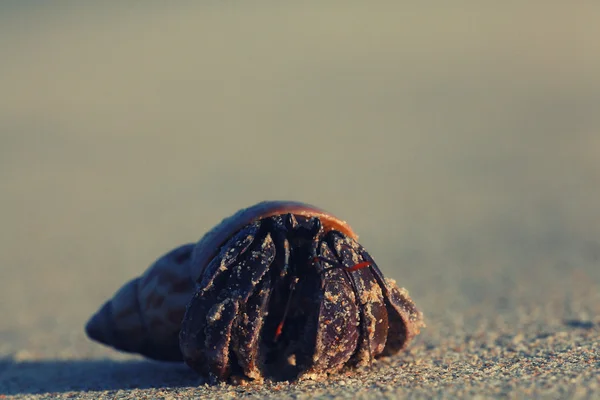 Närbild på krabba på sand — Stockfoto