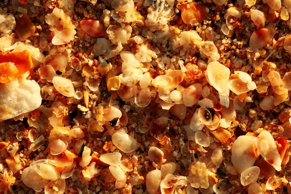 Shells and sand Background — Stock Photo, Image