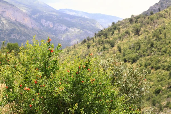 European Mountain landscape — Stock Photo, Image