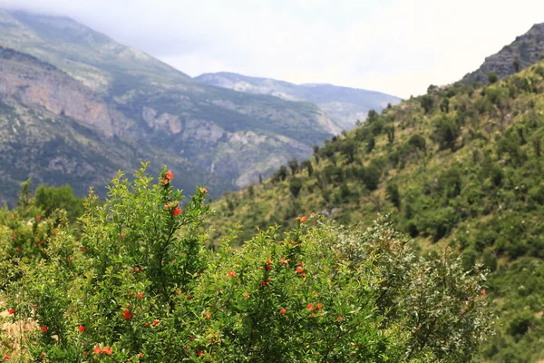 Avrupa dağ manzarası