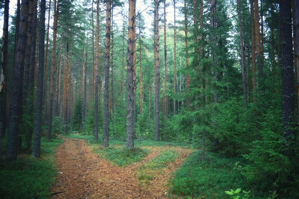 Chemin dans la forêt d'épinettes — Photo