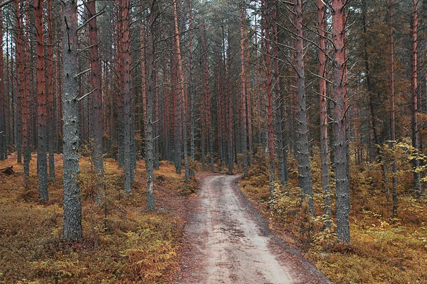 Chemin dans la forêt d'épinettes — Photo