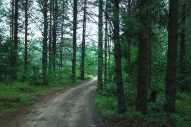 Ladin Orman yolundaki